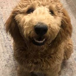 Goldendoodles from Oakley Doodles