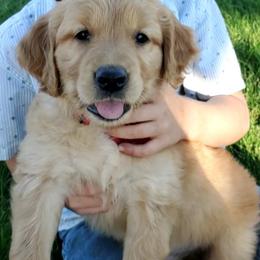 Golden Retriever Puppies from Lilac Acres