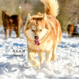 Suravi - Alaskan Malamute