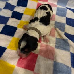 Boy 4-Baylor - Black red and white male Basset Hound puppy in Ringling, Oklahoma from BnL Bassets