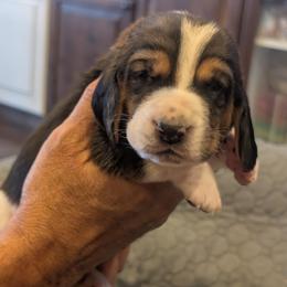 Clifford- Brown Collar - Black brown and white male Basset Hound puppy in Duchesne, Utah from HI Desert Hounds