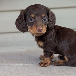 Truffle - Chocolate and tan female Dachshund puppy in Box Elder, South Dakota from Bee Sweet Dachshunds