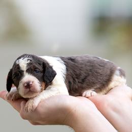 Luigi - Blue merle male Aussiedoodle puppy in Jacksonville, Florida from Lolo’s Aussiedoodle