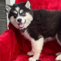 Romeo - Black and white Pomsky puppy in Prescott, Arizona from Preskitt Pomskies