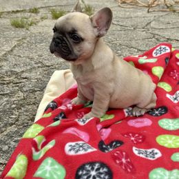 Boy1 - Fawn male French Bulldog puppy in South Kingstown, Rhode Island from Deolin