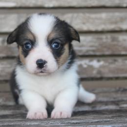 Cookie - Black and tan female American Corgi puppy in Leighton, Alabama from Bar P Livestock Corgis