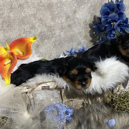 Yorkshire Terrier Puppies from Cutest AKC AZ Yorkies