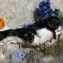 Yorkshire Terrier Puppies from Cutest AKC AZ Yorkies