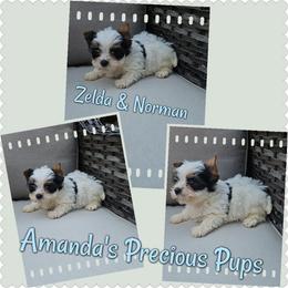 Henry - Parti male Yorkshire Terrier puppy in Wartburg, Tennessee from Amanda's Precious Pups