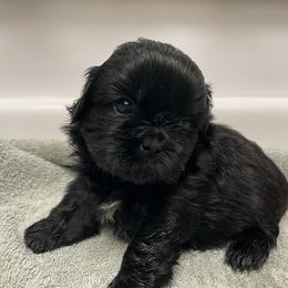 Girl 2 - Black female Shih Tzu puppy in Maxwell, California from Suzie Q Shitzu’s