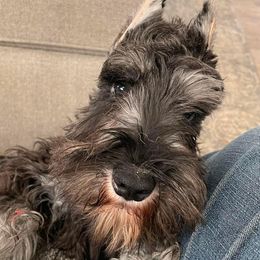 Merlin - Miniature Schnauzer