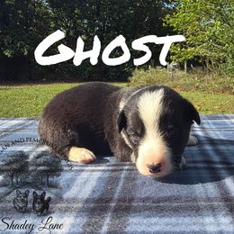 Ghost - Black and white male Cardigan Welsh Corgi puppy in Bland, Missouri from Shadey Lane Corgis