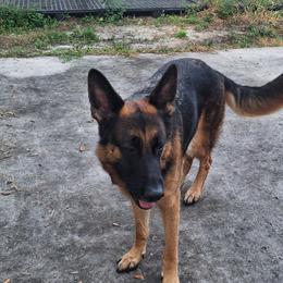 Athena vom LegendLand - Black and red female German Shepherd puppy in Hillsborough County, Florida from Vom Legend Land