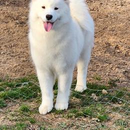 Junie - White and biscuit female Samoyed puppy in Elwell, Michigan from Limelight Samoyeds
