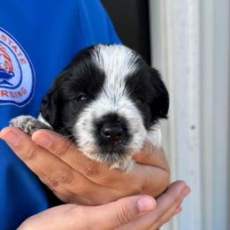 Loretta -Green collar girl - Parti female Miniature Schnauzer puppy in Oneonta, Alabama from Murphree Valley Kennels