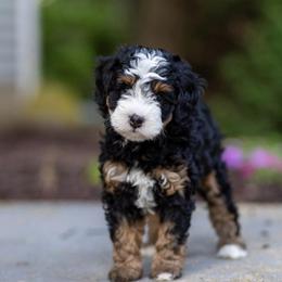 Tilly - Tri-color female Bernedoodle puppy in Narvon, Pennsylvania from CBKB Bernedoodle’s