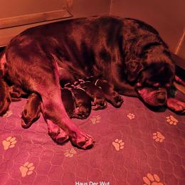 Pink girl - Black and mahogany female Rottweiler puppy in Lake City, Florida from Haus Der Wut Kennels