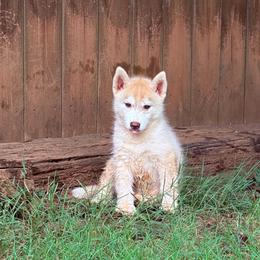 Girl 5 - Red and white female Siberian Husky puppy in Loudon, Tennessee from Kristari Siberians
