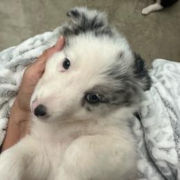Dyna - White and blue merle female Border Collie puppy in Jonesboro, Arkansas from Hampton Border Collies