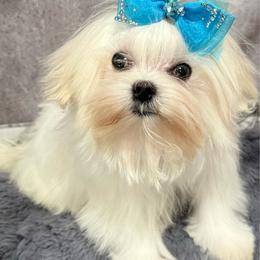 Bentley - White male Maltese puppy in San Diego, Temecula, Ontario, California from Yorkie & Maltese Royalty