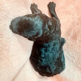 Rita - Blue female Poodle puppy in Meadowbrook, California from Standard Poodle Pups