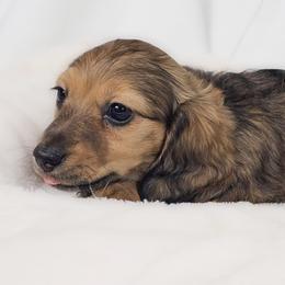 Sunflower - Red female Dachshund puppy in Sacramento, California from MiniDoxPups