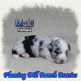 Maki - Blue merle female Toy Australian Shepherd puppy in Forestburg, Texas from Flaming Dill Ranch Aussies