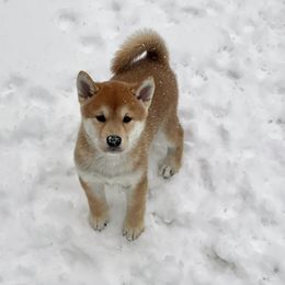 Shiba Inu Puppies from Tobitatsu Shiba Inu