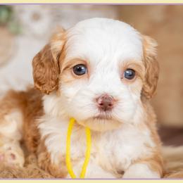Aurora - Red and white female Cockapoo puppy in Connersville, Indiana from Deaz Doodle Ranch