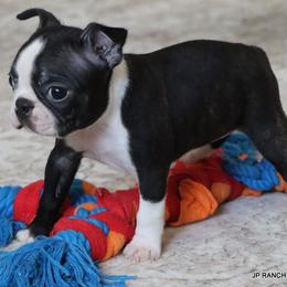 Cleo - Seal brindle and white female Boston Terrier puppy in Winnsboro, Texas from JP Ranch Bulldogs