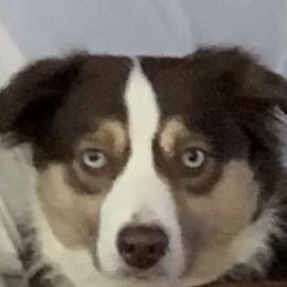 Bella - Miniature Australian Shepherd