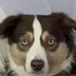 Bella - Miniature Australian Shepherd