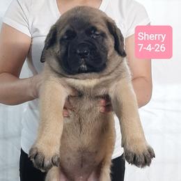Sherry - Fawn female Mastiff puppy in Ava, Missouri from Ozark Mountain Mastiffs