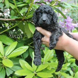 Ibiza - Black female Poodle puppy in Eugene, Oregon from Mount Zion Kennels