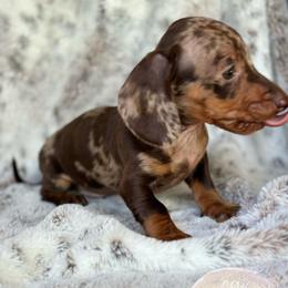 Dachshund Puppies from CSW Dachshunds