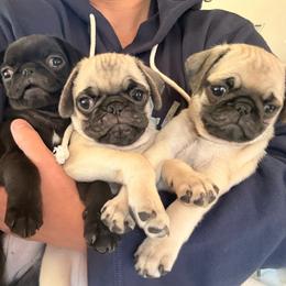 Pug puppies from Pugs Not Drugs