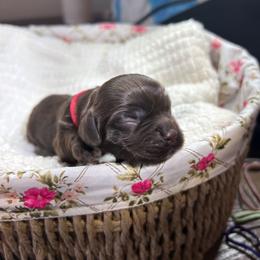 Willow - Brown female Cocker Spaniel puppy in Corcoran, California from Sweetheart Cockers