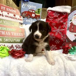 Border Collie and Jack Russell Terrier Puppies from CP FARMS BORDER COLLIES N JACKS CORP