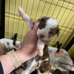 Thistle - Merle female Assorted Doodle Crosses puppy in Stuart, Virginia from Lil Aussie Posse