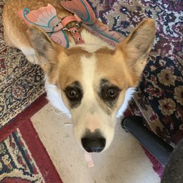 Rose - Pembroke Welsh Corgi