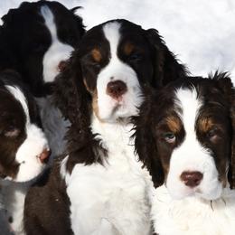 English Springer Spaniel Puppies from Timberwood English Springer Spaniels