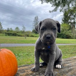 Rocco - Gray male Cane Corso puppy in Lititz, Pennsylvania from Lititz Cane Corsos