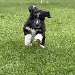 Aussiedoodle, Australian Shepherd, and Miniature Australian Shepherd Puppies from Amie's Aussies & Doodles