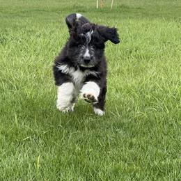 Aussiedoodle, Australian Shepherd, and Miniature Australian Shepherd Puppies from Amie's Aussies & Doodles
