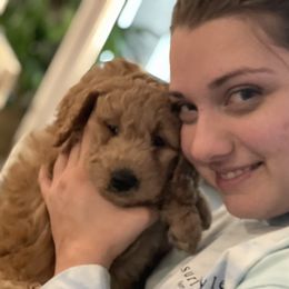 Goldendoodle Puppies from Loving Hearts Goldendoodles
