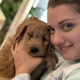 Goldendoodle Puppies from Loving Hearts Goldendoodles