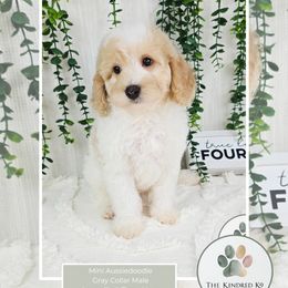 Guardian Home Opportunity - Sable female Aussiedoodle puppy in Grand Rapids, Michigan from The Kindred K9