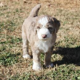 Aussiedoodle, Bernedoodle, and Poodle Puppies from Miller's Doodles