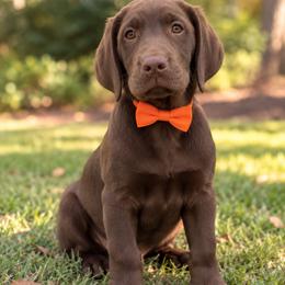 Gunner - Chocolate male Labrador Retriever puppy in Chicago, Illinois from Urbane Retrievers