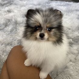 Pomeranian Puppies from Annie’s Animated AKC Pomeranians